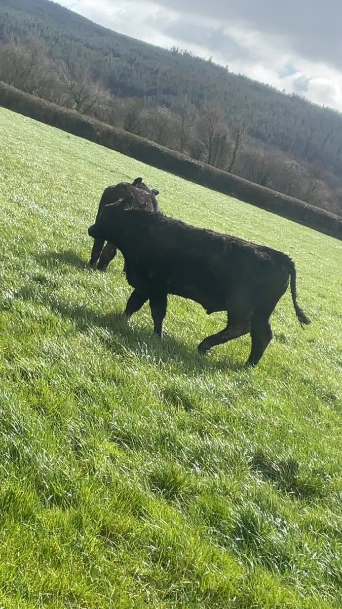 Angus bulls - Image 2