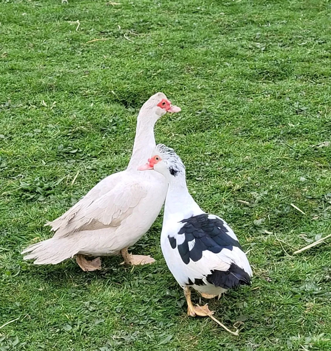 Hatching Eggs - Ducks Various Breeds - Image 1
