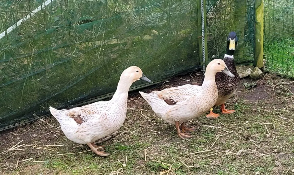 Hatching Eggs - Ducks Various Breeds - Image 2