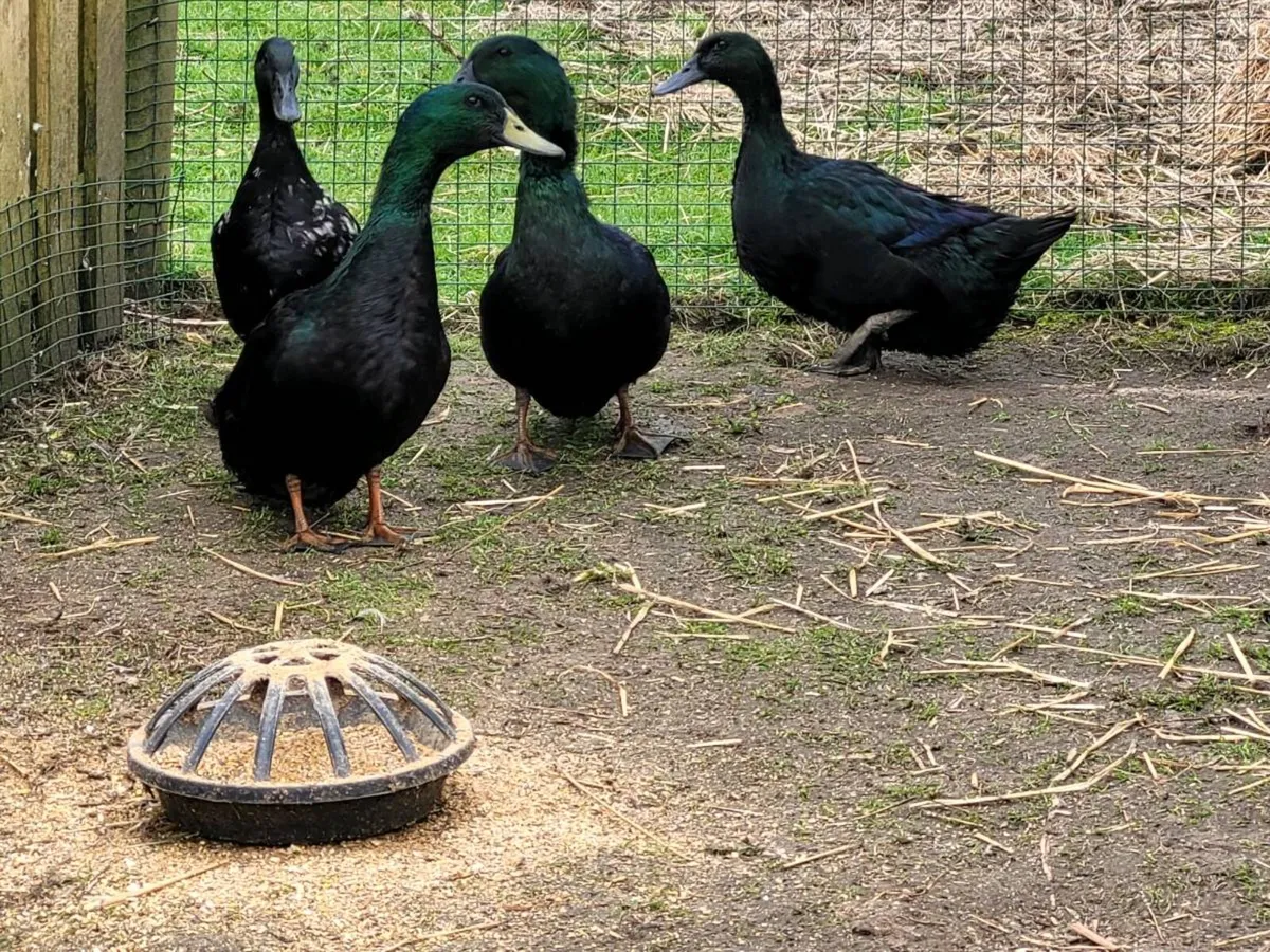 Hatching Eggs - Ducks Various Breeds - Image 3