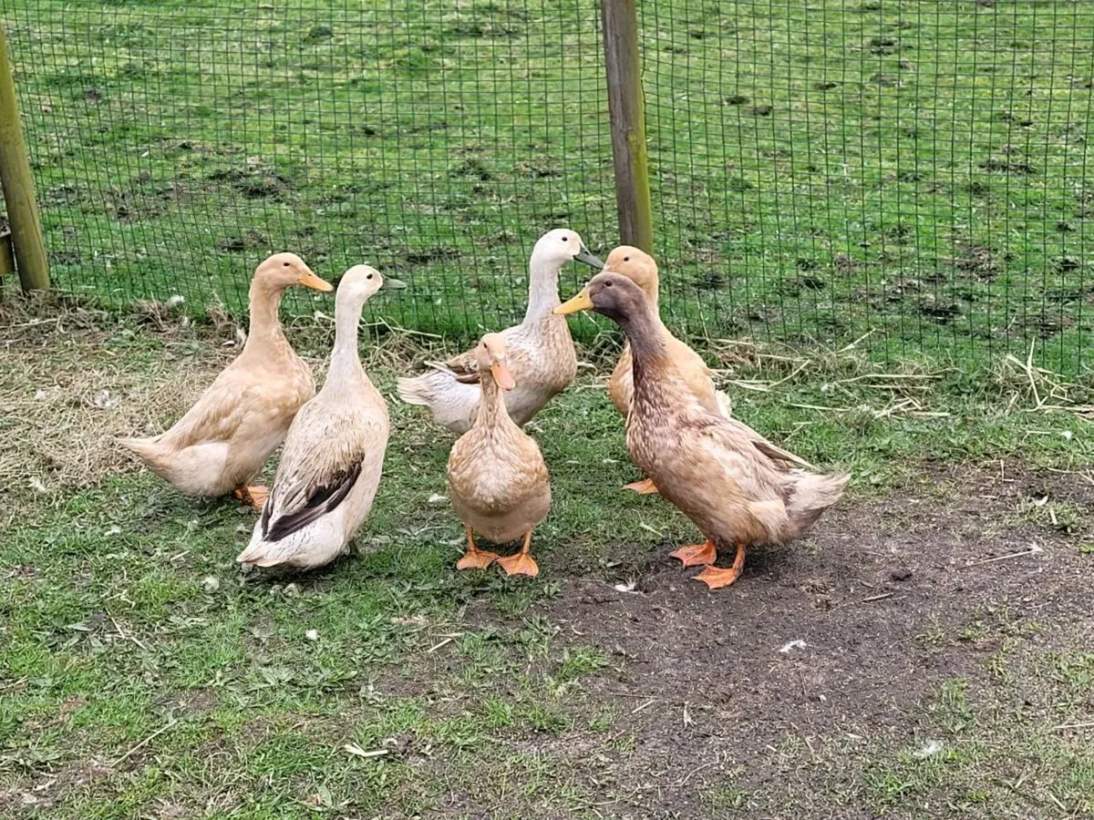 Hatching Eggs - Ducks Various Breeds - Image 4