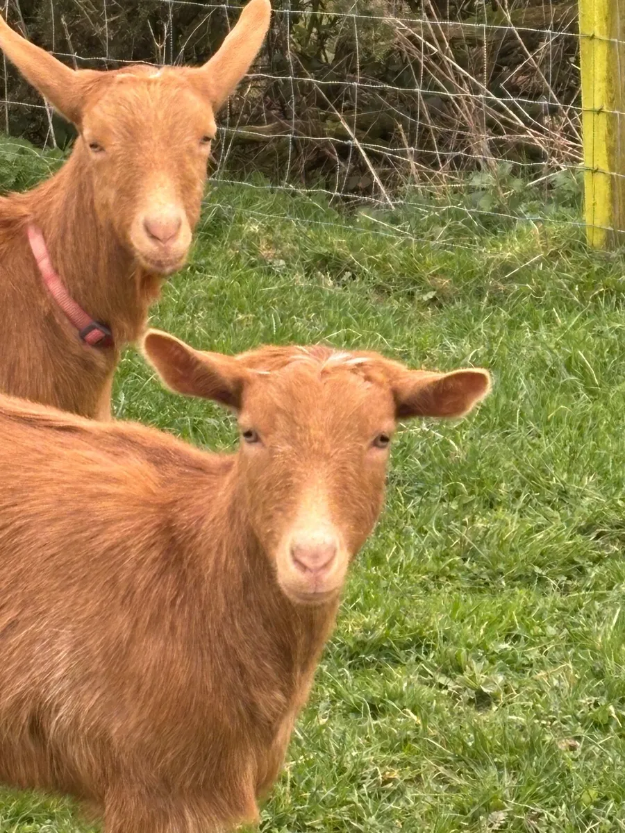 Golden Guernseys - Image 3