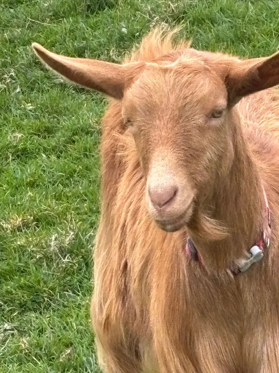 Golden Guernseys - Image 4