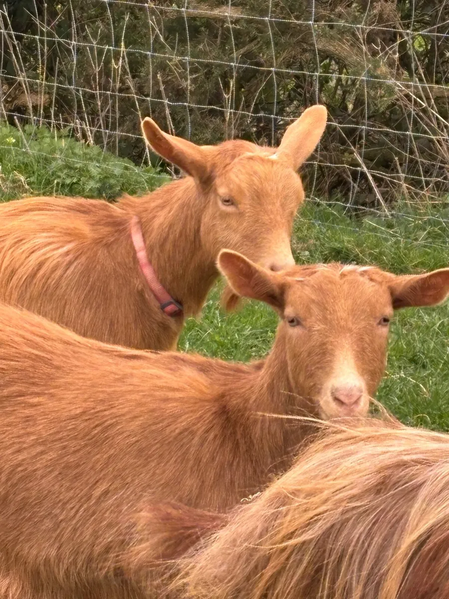 Golden Guernseys - Image 2