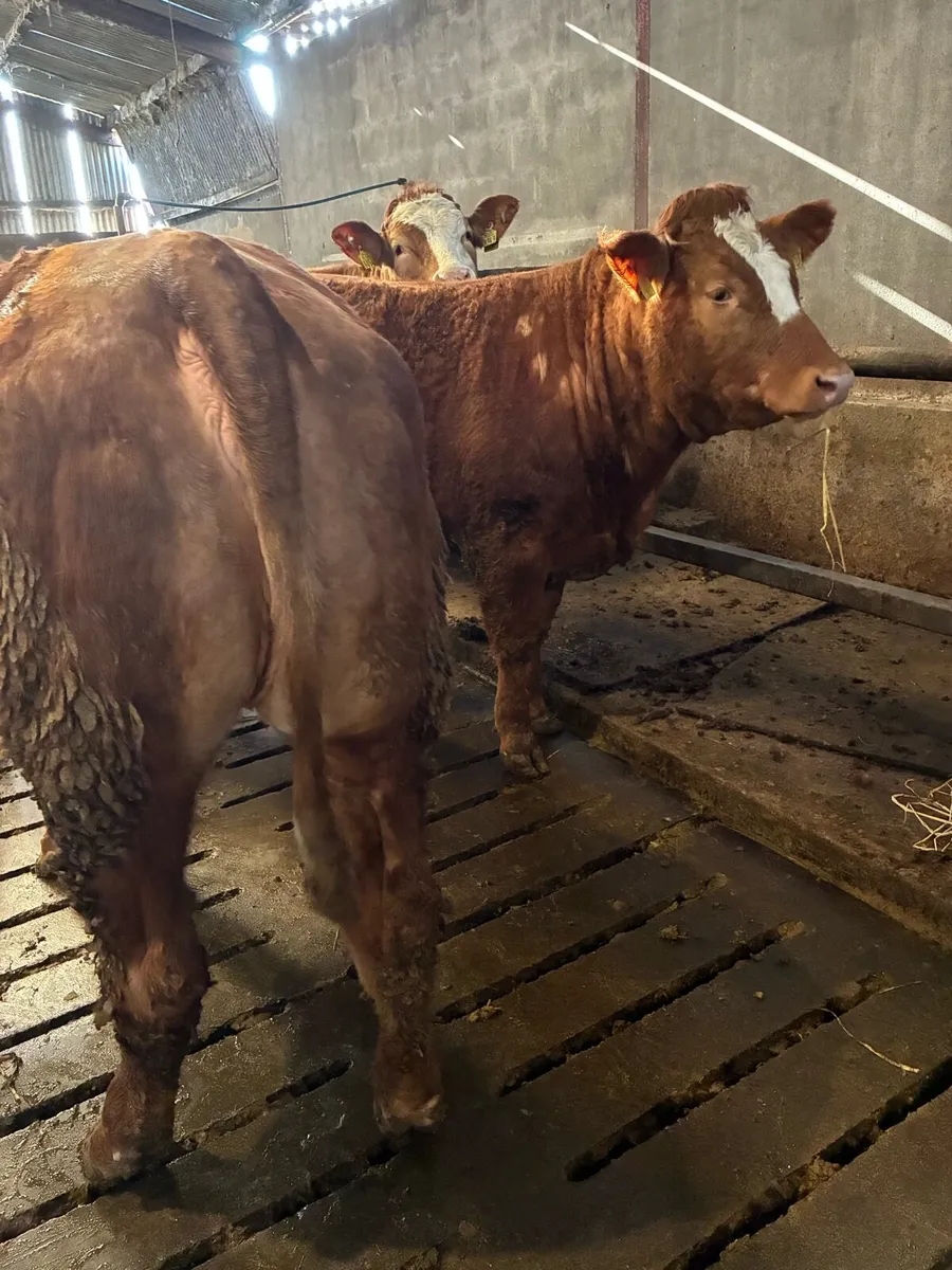 🌟Exceptional Incalf Heifers🌟 - Image 3