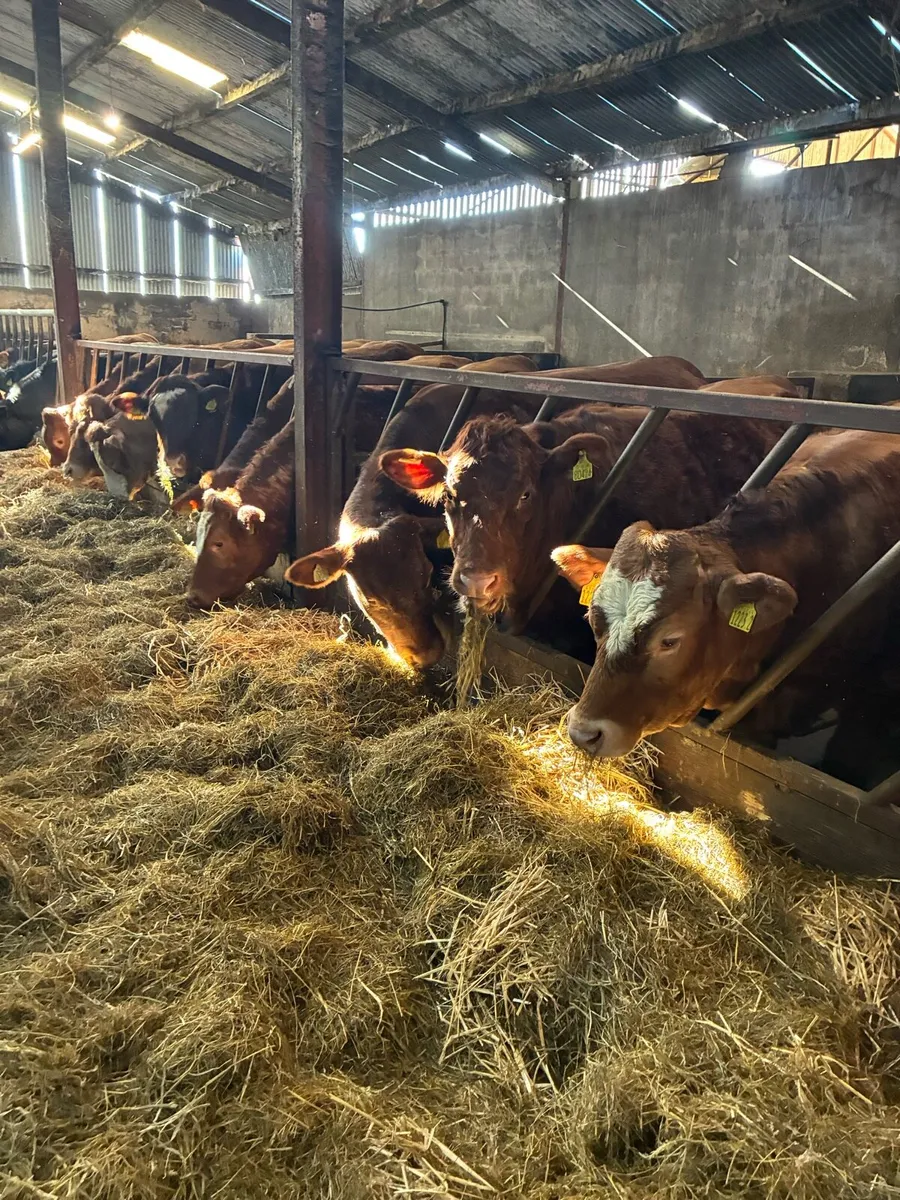 🌟Exceptional Incalf Heifers🌟 - Image 4