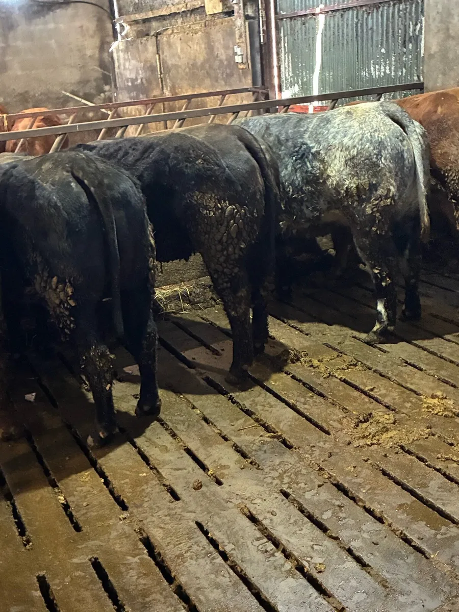 🌟Exceptional Incalf Heifers🌟 - Image 3