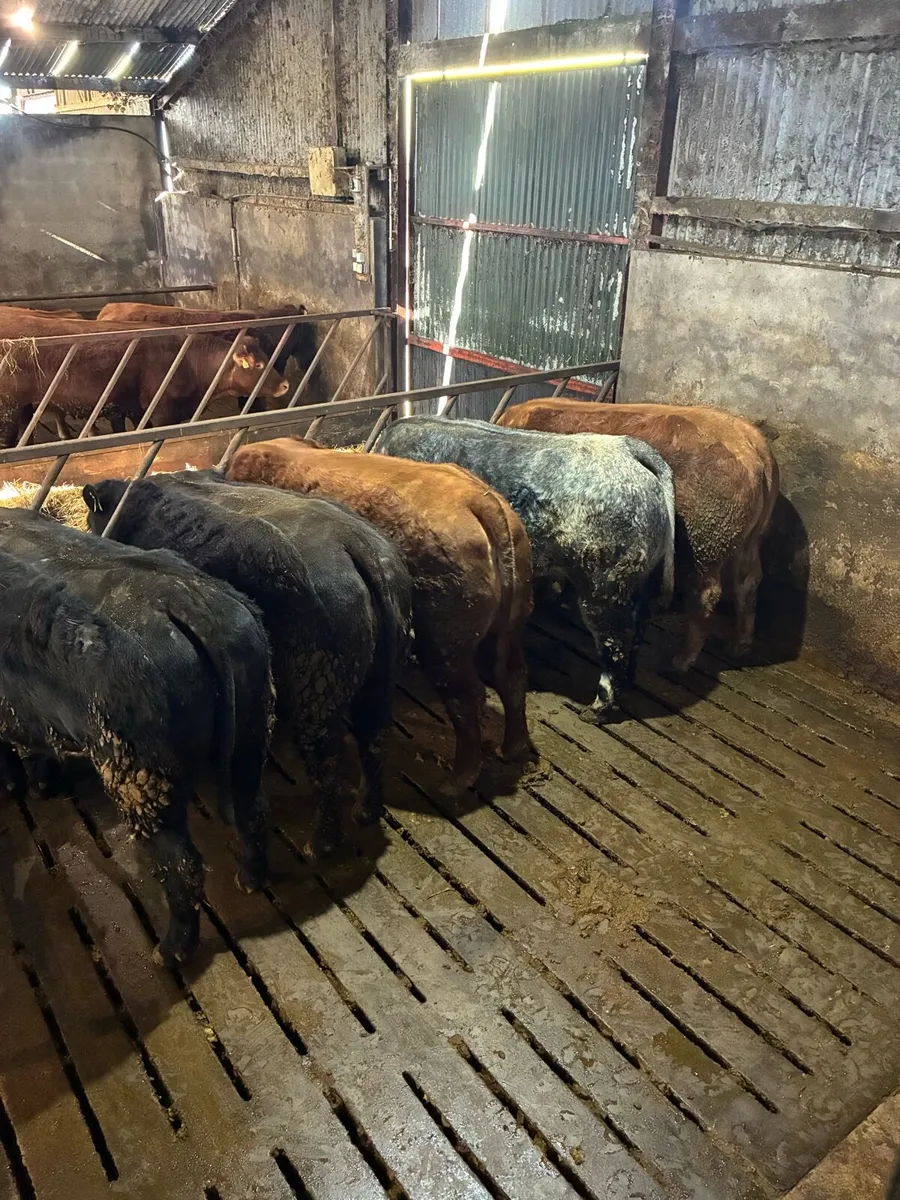 🌟Exceptional Incalf Heifers🌟 - Image 1