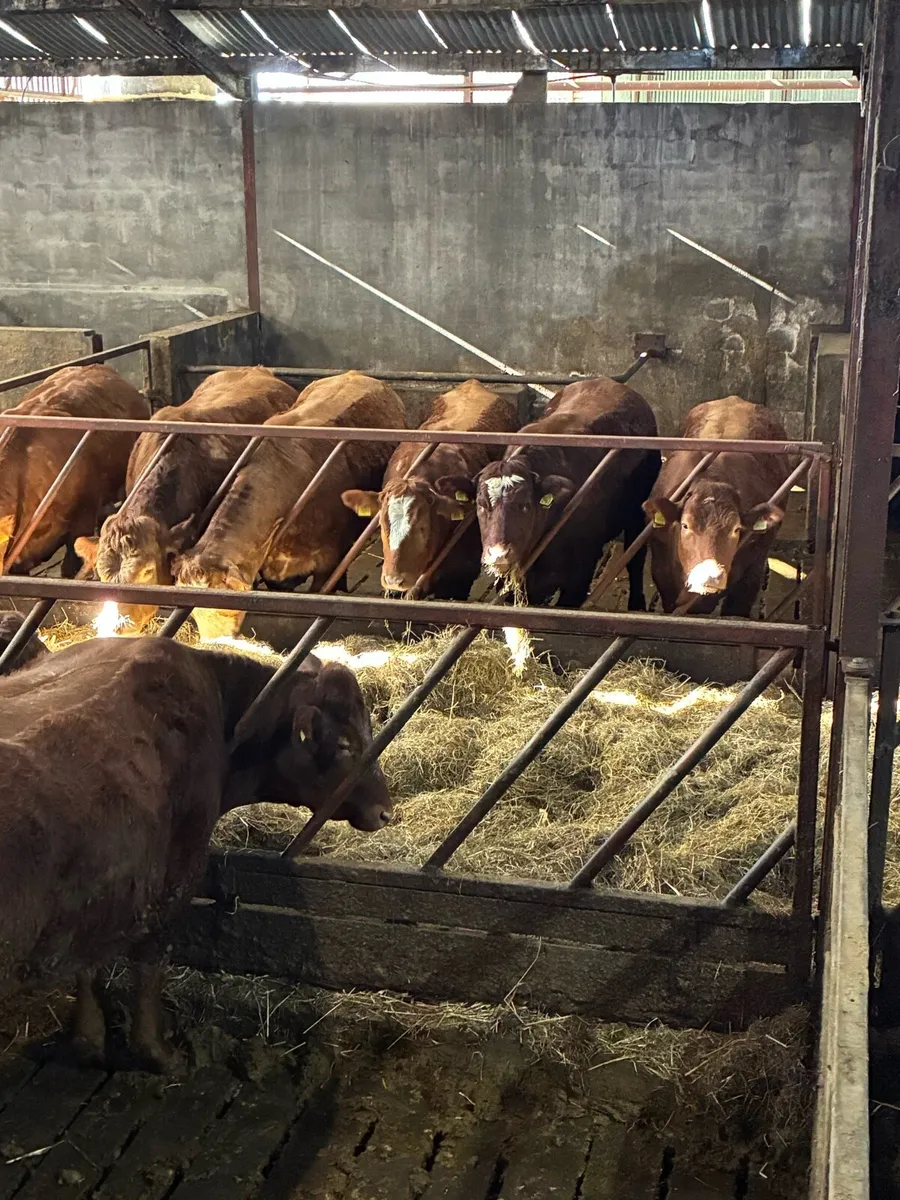 🌟Exceptional Incalf Heifers🌟 - Image 4