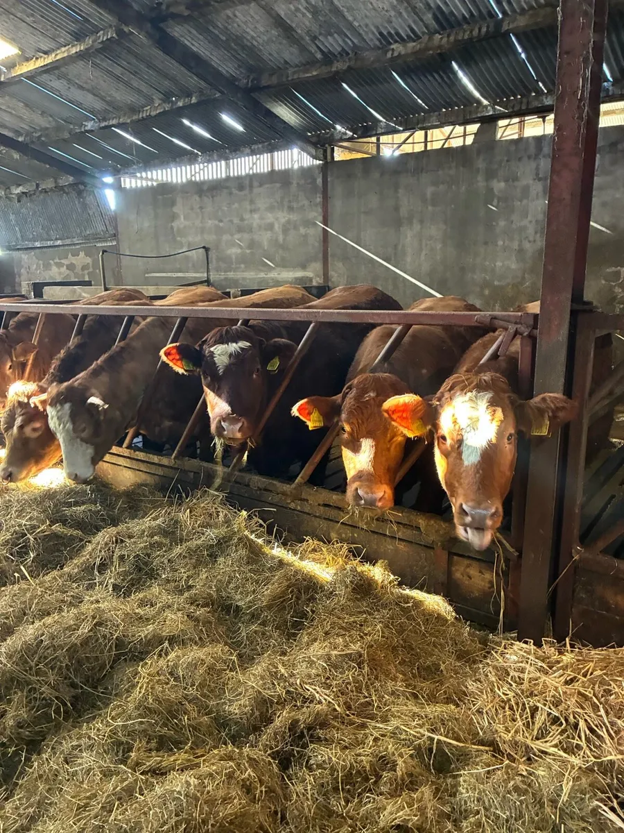 🌟Exceptional Incalf Heifers🌟 - Image 2