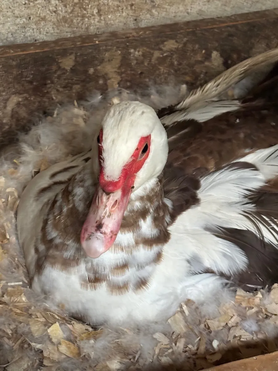 Muscovy Ducks - Image 2