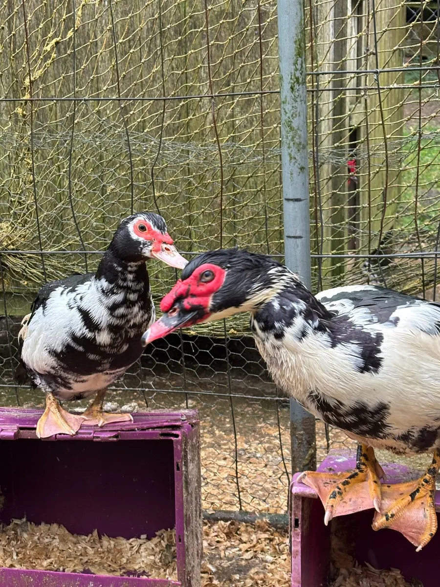 Muscovy Ducks - Image 3