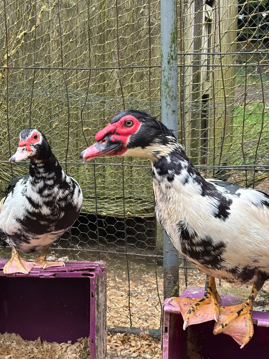 Muscovy Ducks - Image 1