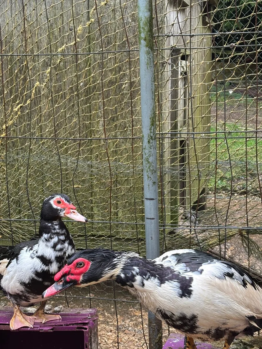 Muscovy Ducks - Image 4