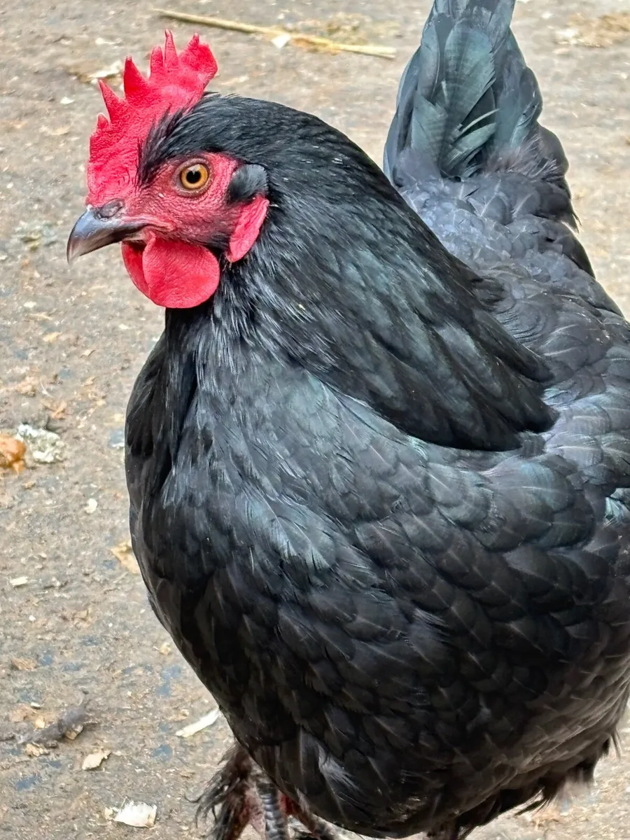 Laying Hens - Image 1