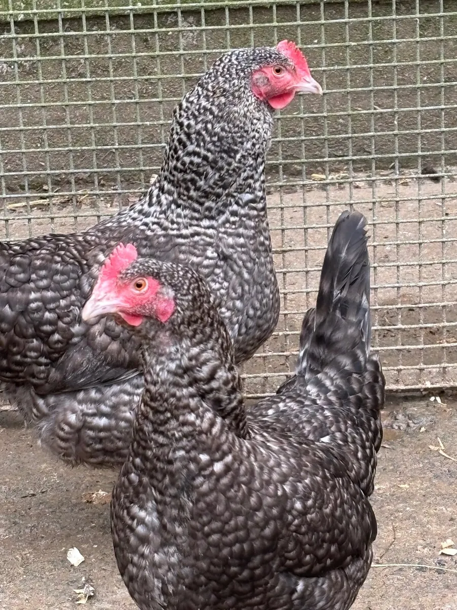 Laying Hens - Image 2