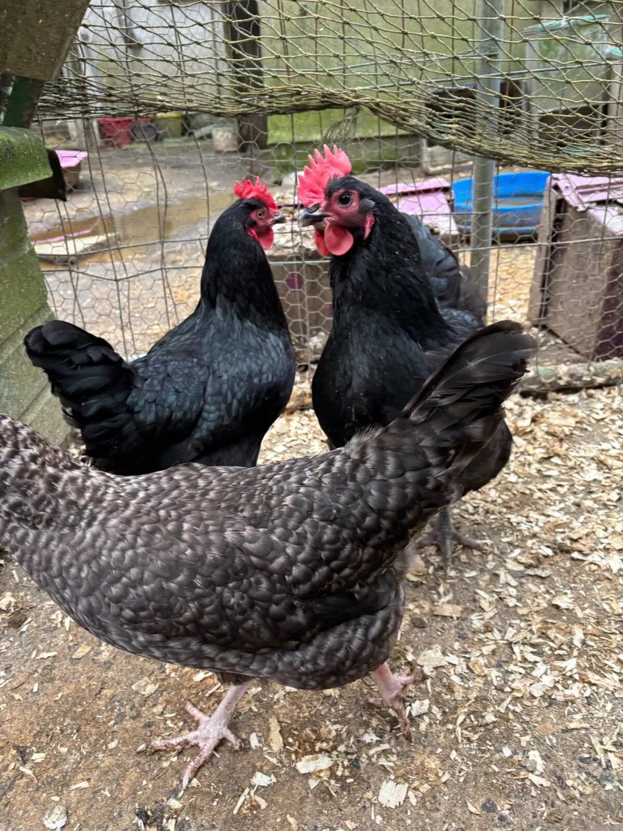 Laying Hens - Image 3