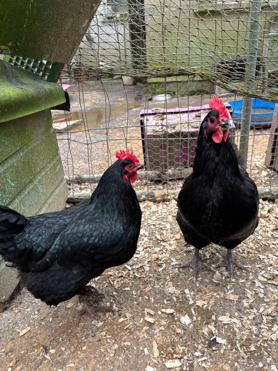 Laying Hens - Image 4