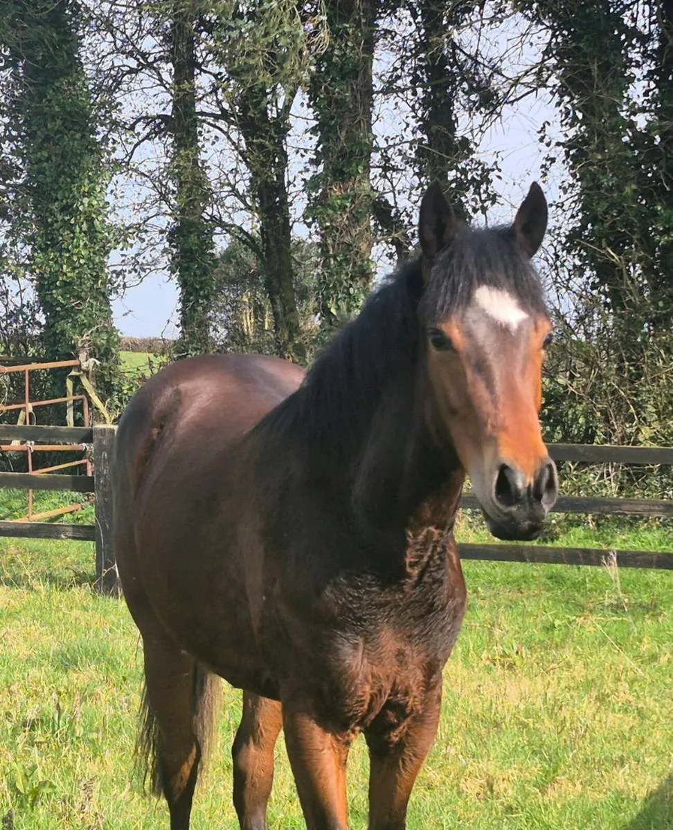 Stunning Connemara X TB gelding - Image 1