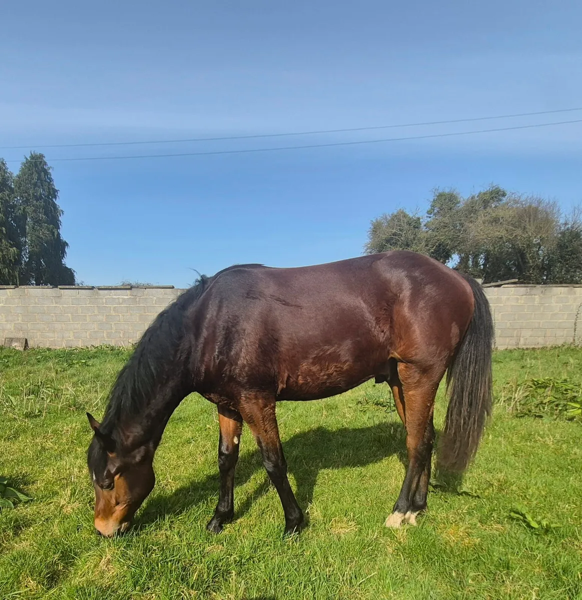 Stunning Connemara X TB gelding - Image 3