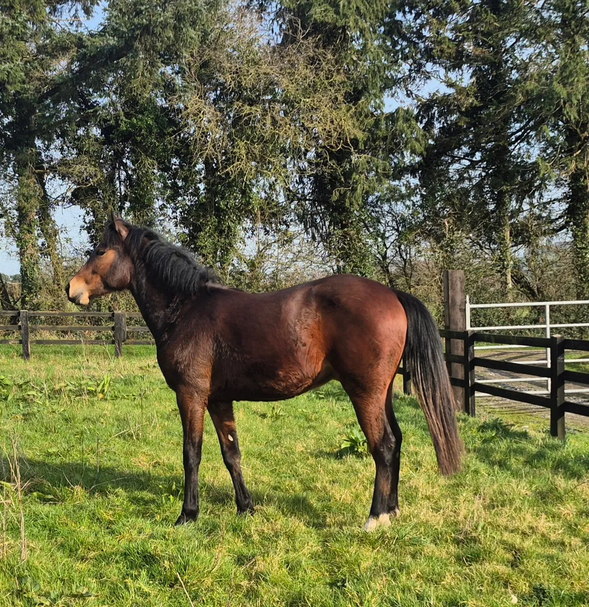 Stunning Connemara X TB gelding - Image 2