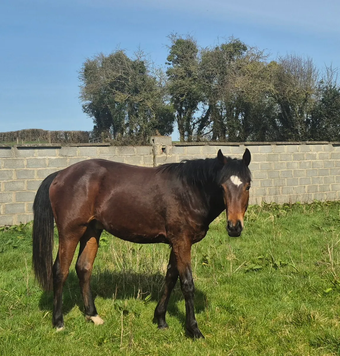 Stunning Connemara X TB gelding - Image 4