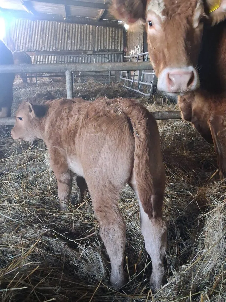 Heifer/Cow and Calf - Image 4