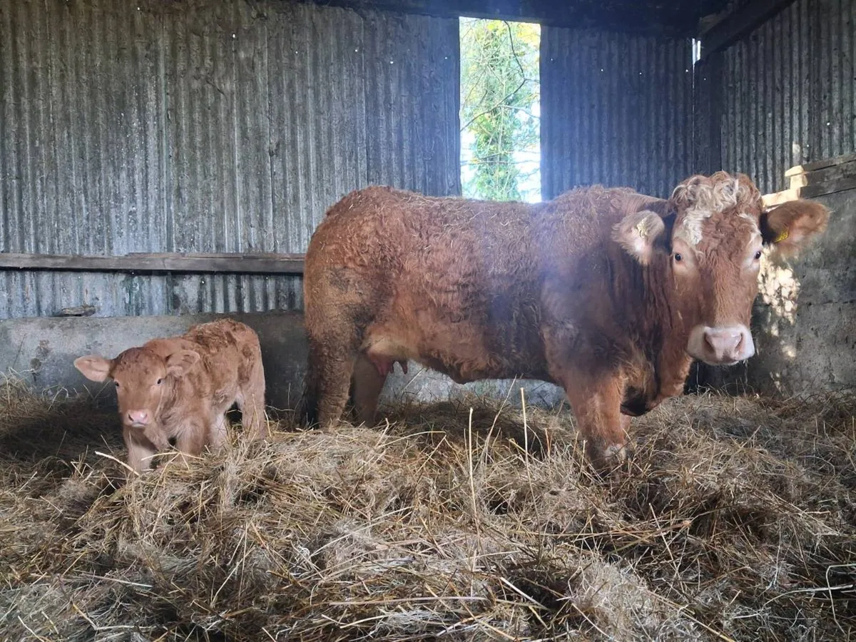 Heifer/Cow and Calf - Image 1