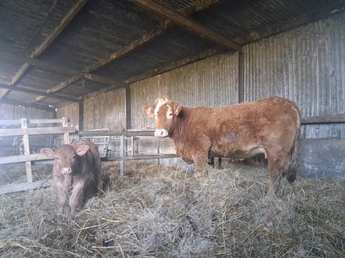 Heifer/Cow and Calf - Image 2