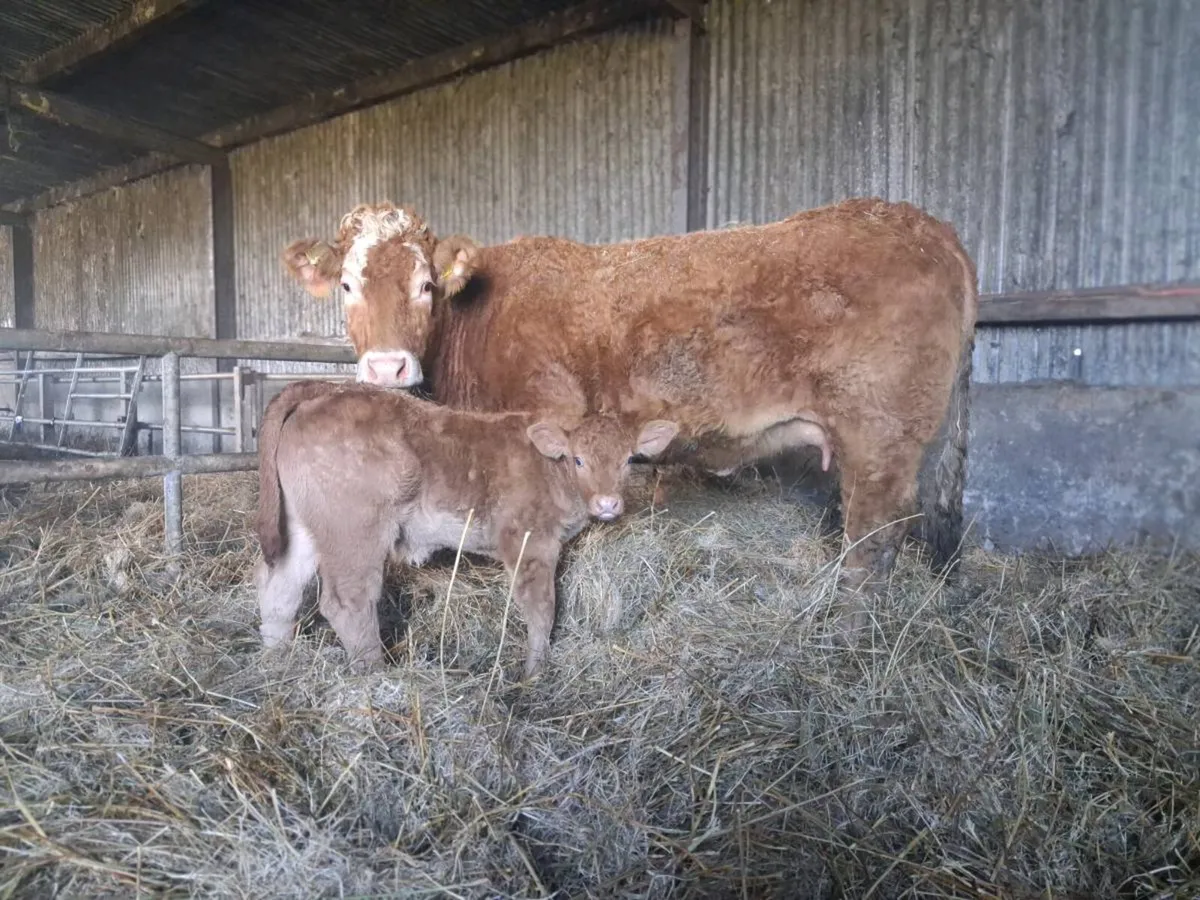 Heifer/Cow and Calf - Image 3