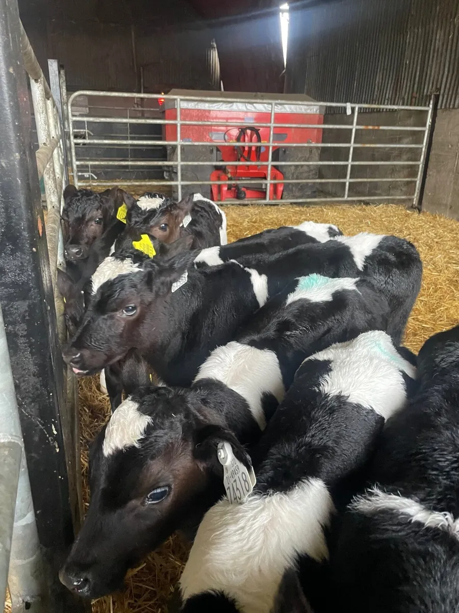Friesian bull calves - Image 1