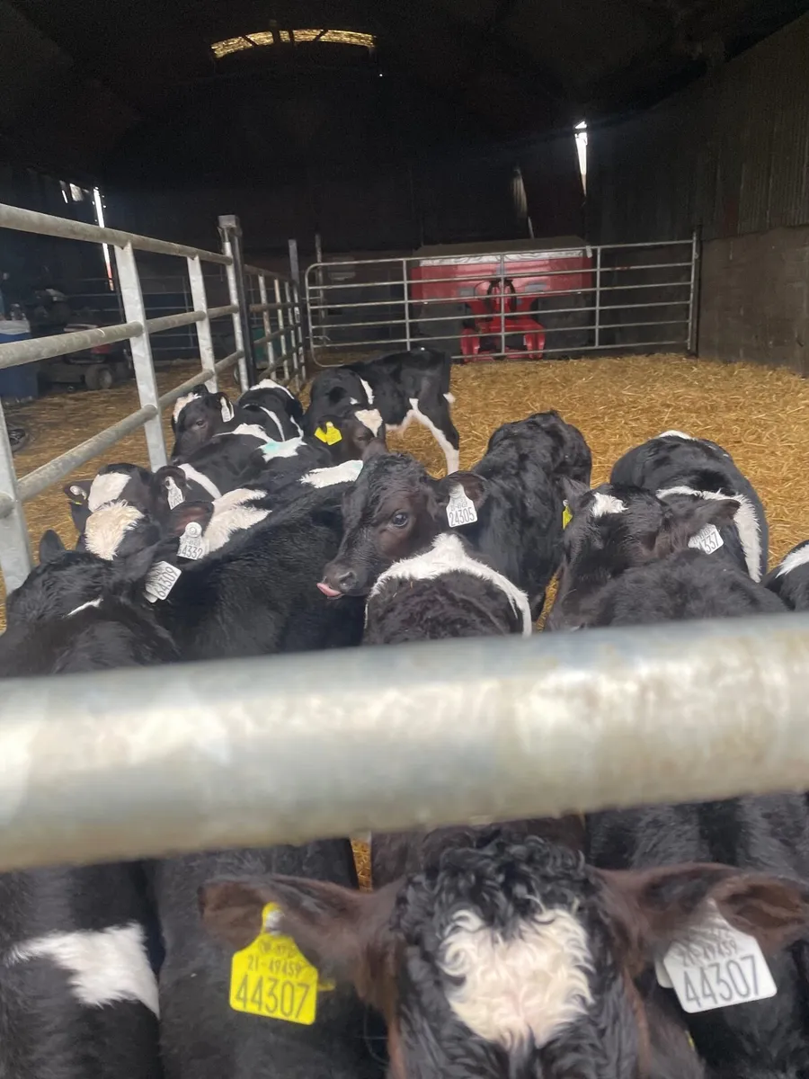 Friesian bull calves - Image 2