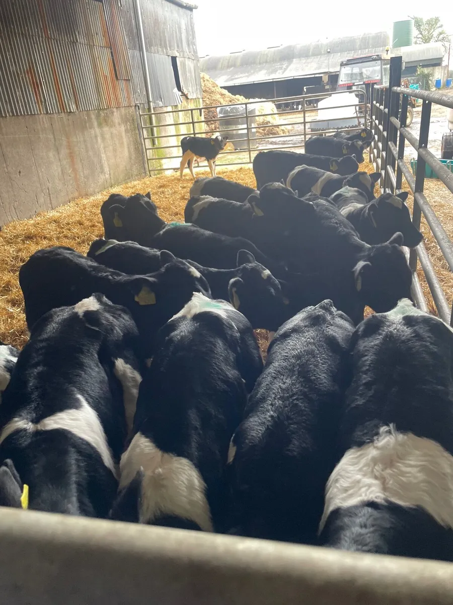 Friesian bull calves - Image 4