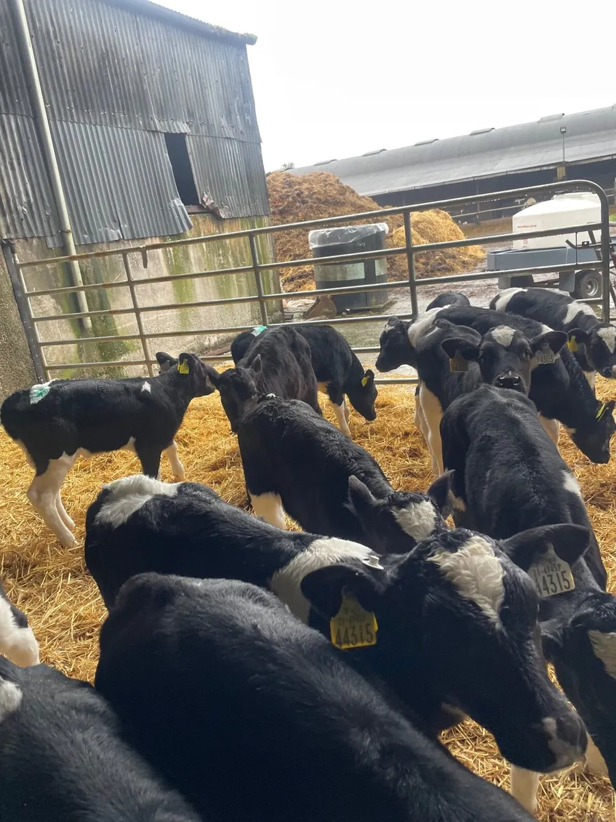 Friesian bull calves - Image 3