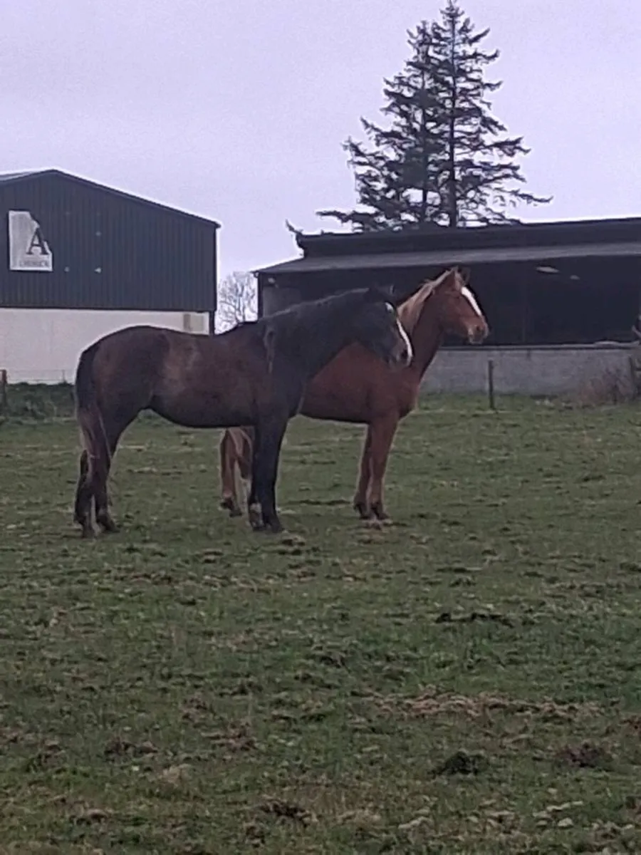 3 yr old,s - Image 1