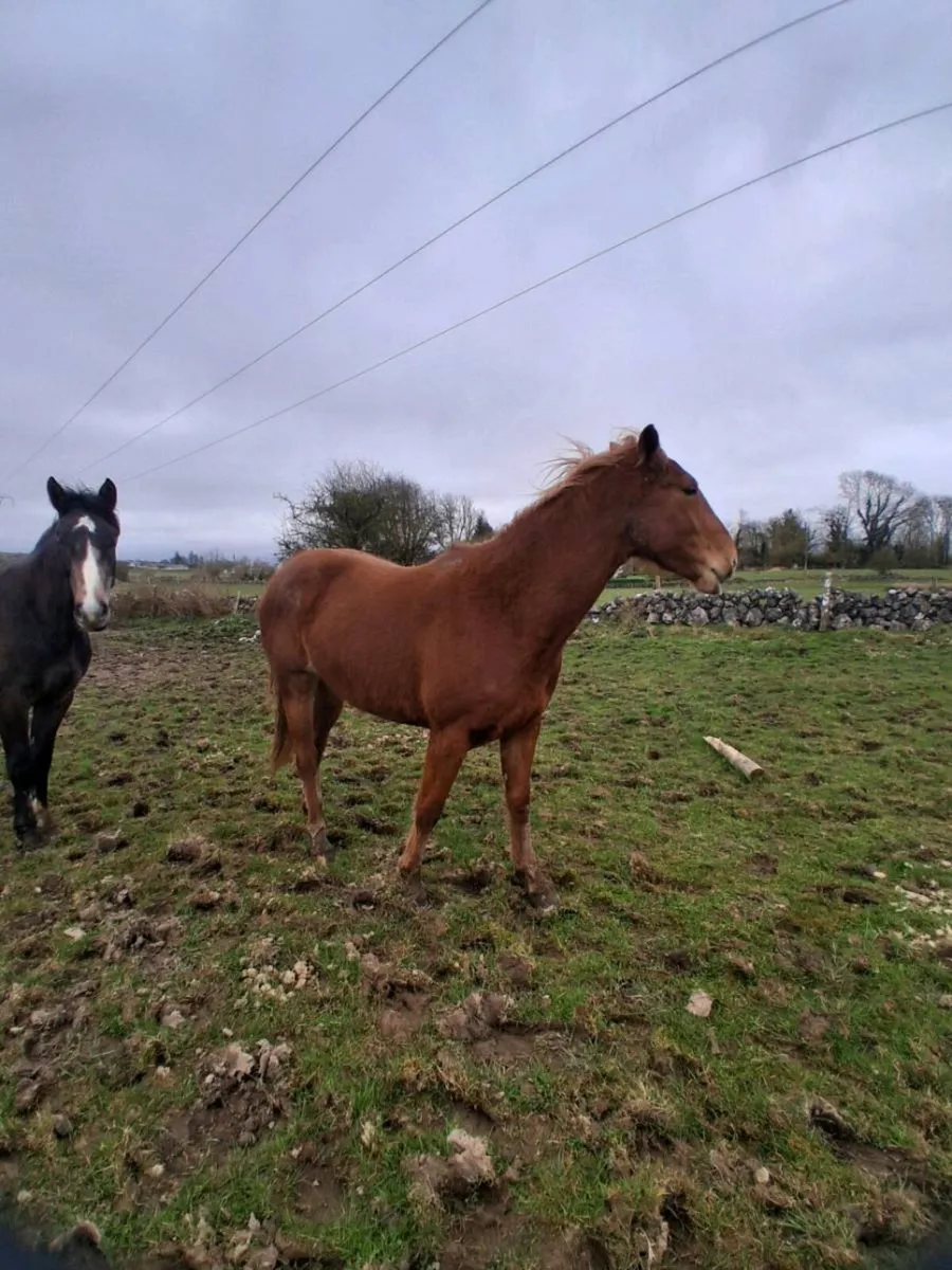 3 yr old,s - Image 3