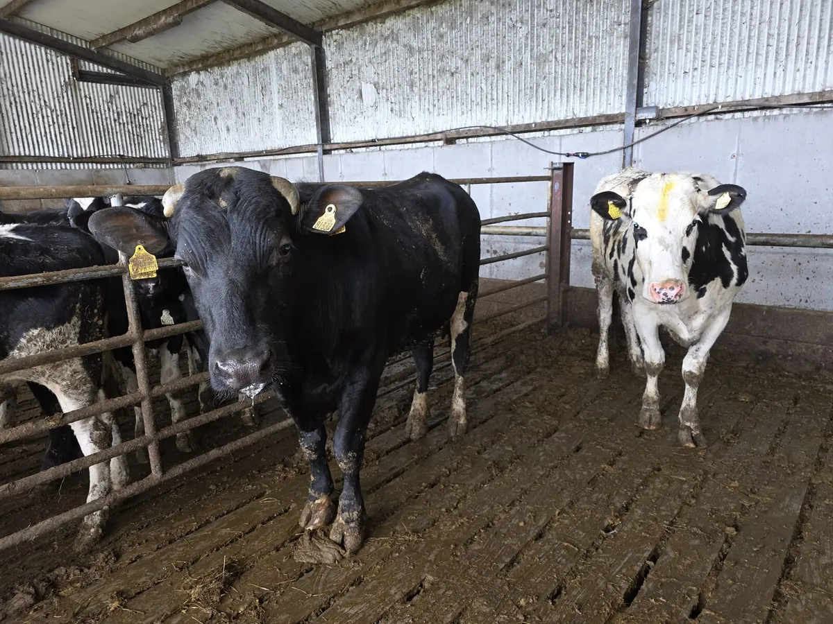 Vaaectomised bull - Image 1