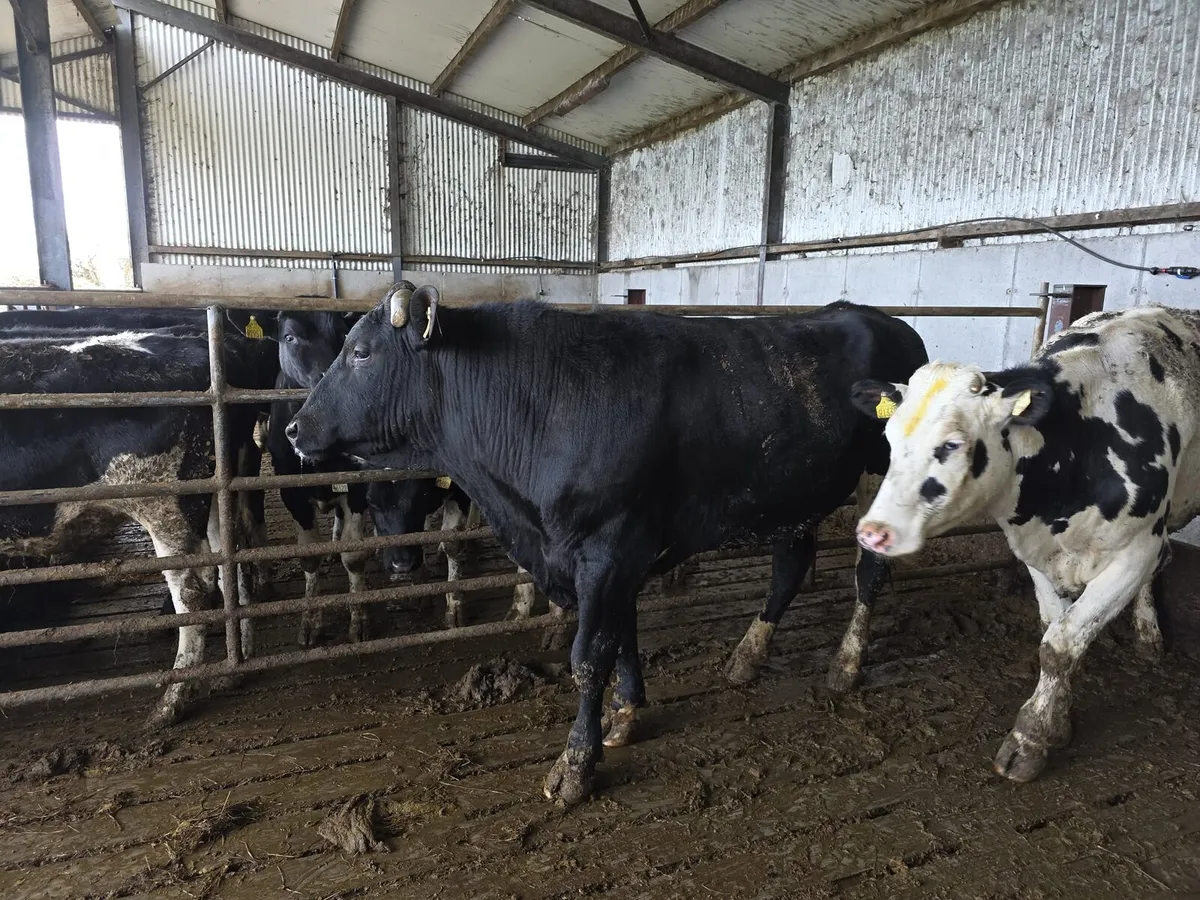 Vaaectomised bull - Image 2