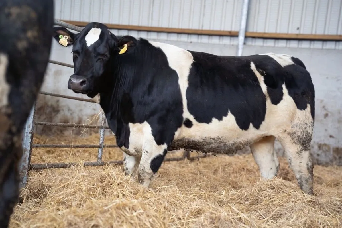 Gort Mart: Thursday 26th March - Image 3