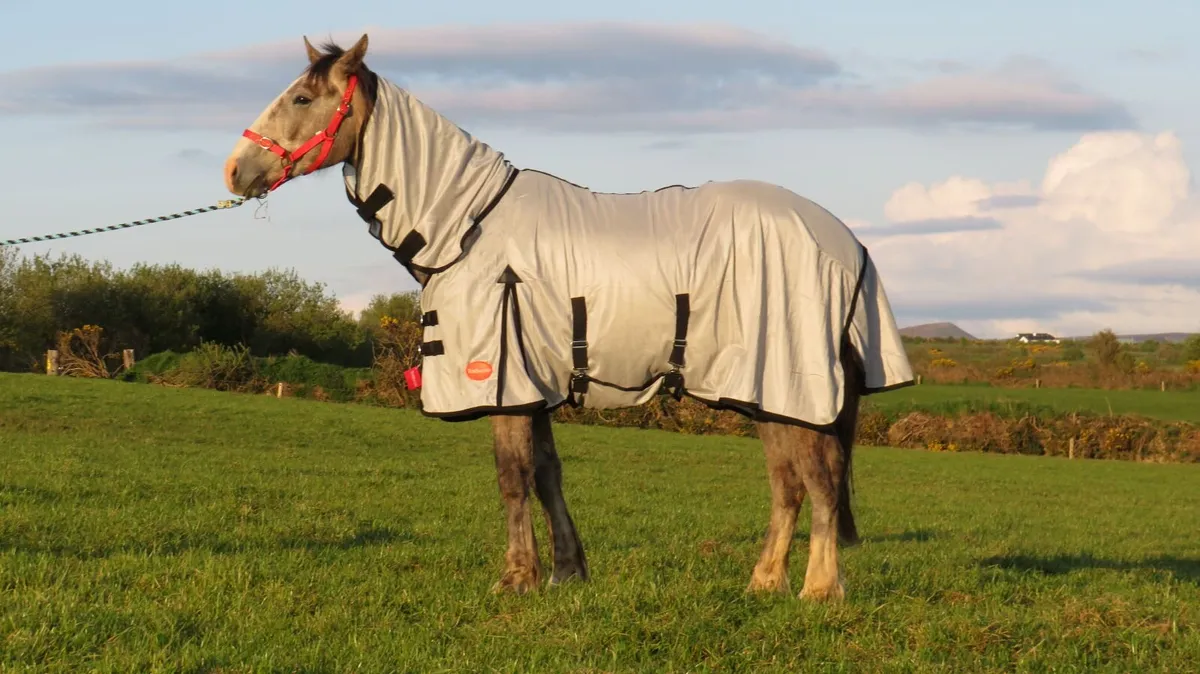 Horse Rugs - Indoor and Stable - Image 3