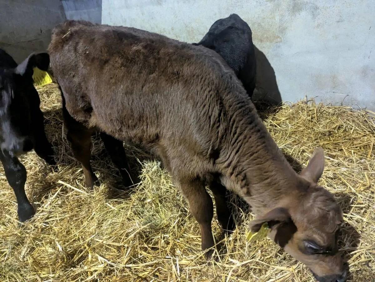 TWO SUPER ANGUS CALVES - Image 4