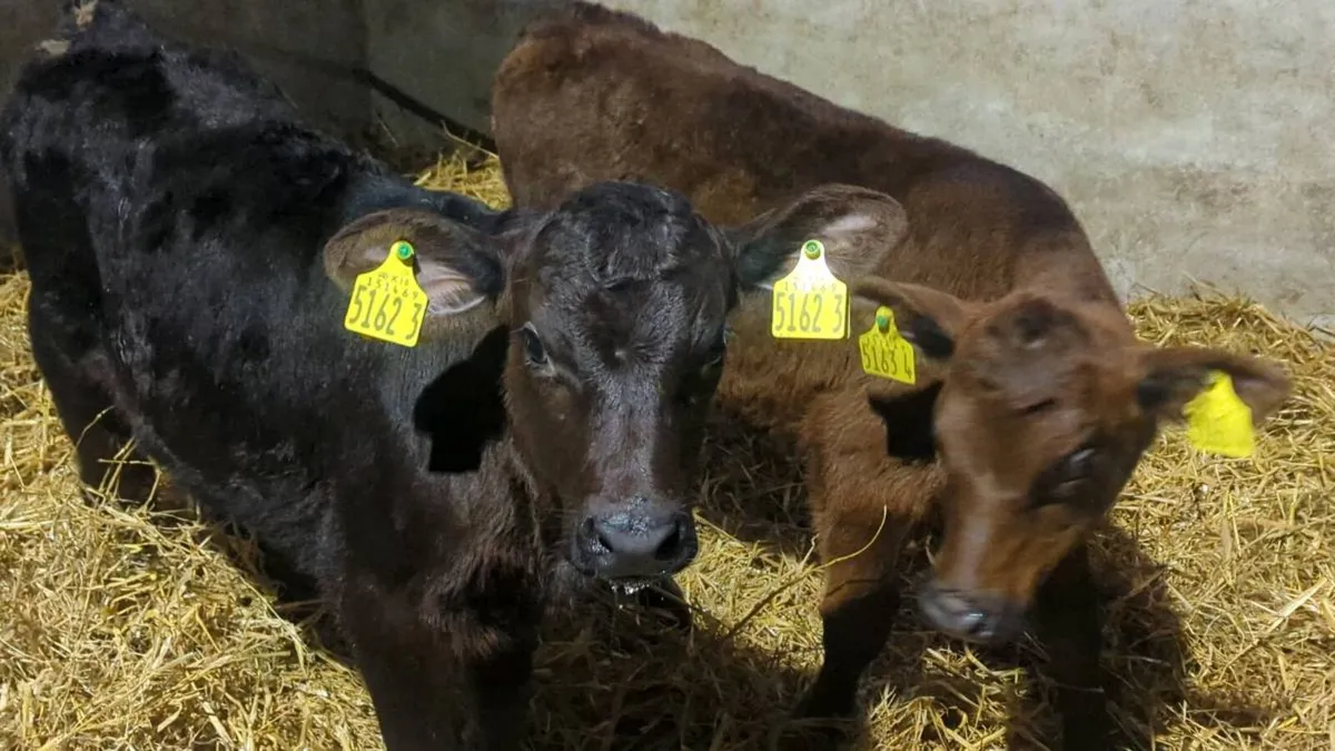 TWO SUPER ANGUS CALVES - Image 2