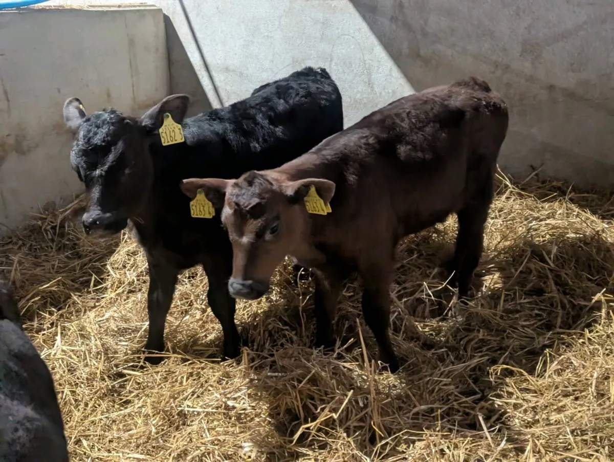 TWO SUPER ANGUS CALVES - Image 3