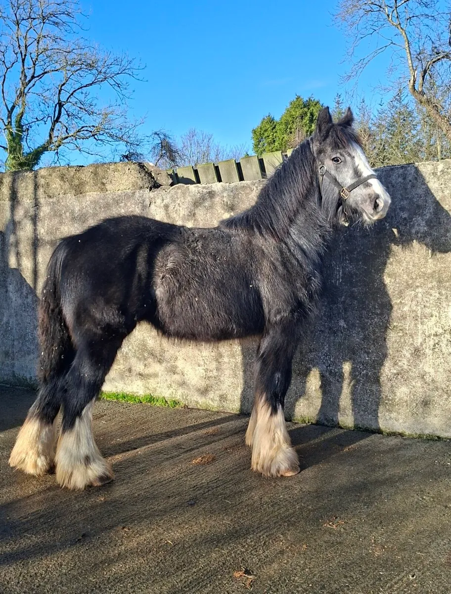 Heavy Grey Cob Colt - Image 1