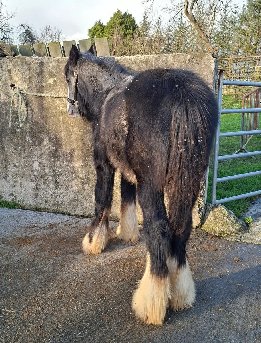 Heavy Grey Cob Colt - Image 2