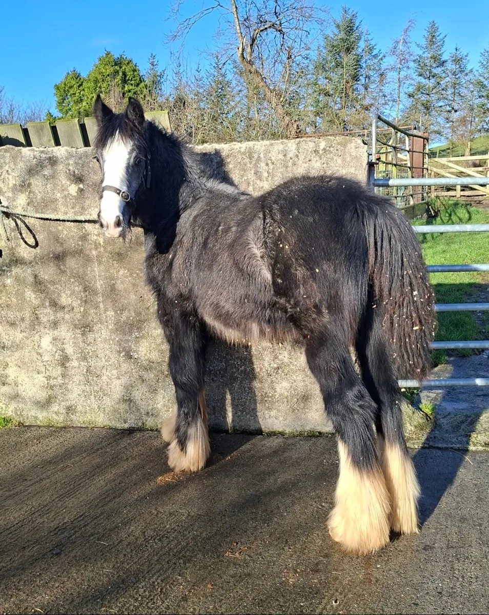 Heavy Grey Cob Colt - Image 3