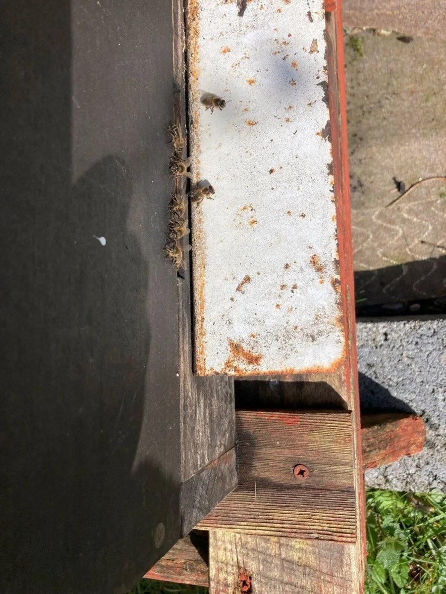 Honey Bees - Image 3