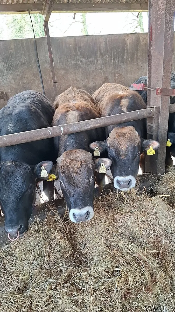 2 pedigree Aubrac bulls - Image 1