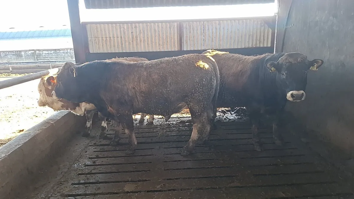 2 pedigree Aubrac bulls - Image 2
