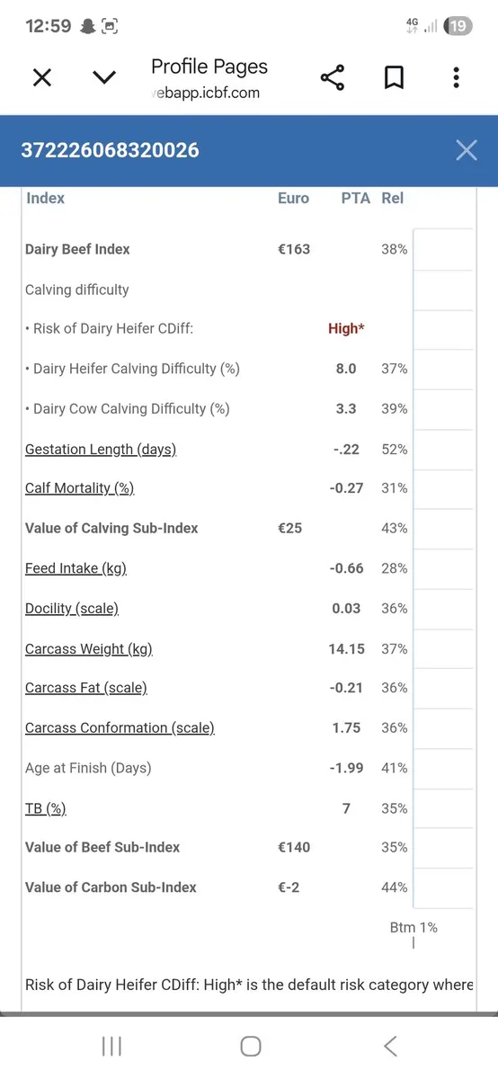 2 pedigree Aubrac bulls - Image 4